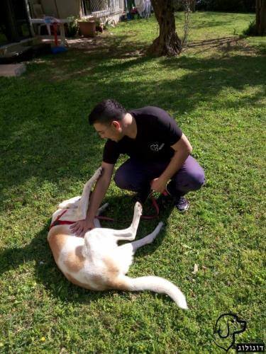 אילוף כלבים